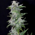 TNT Kush (Eva Seeds) Semillas de marihuana feminizadas, punta principal.