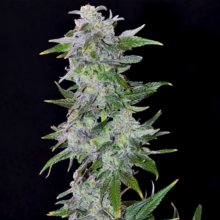 TNT Kush (Eva Seeds) Semillas de marihuana feminizadas, punta principal.