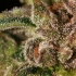 TNT Kush (Eva Seeds) Semillas de marihuana feminizadas, tricomas.