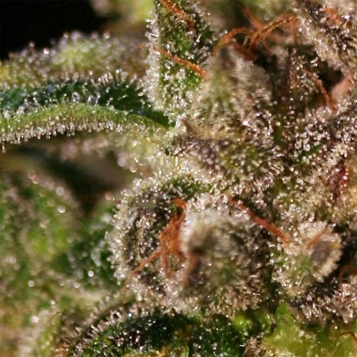 TNT Kush (Eva Seeds) Semillas de marihuana feminizadas, tricomas.