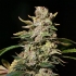TNT Kush (Eva Seeds) Semillas de marihuana feminizadas, cogollo prieto.