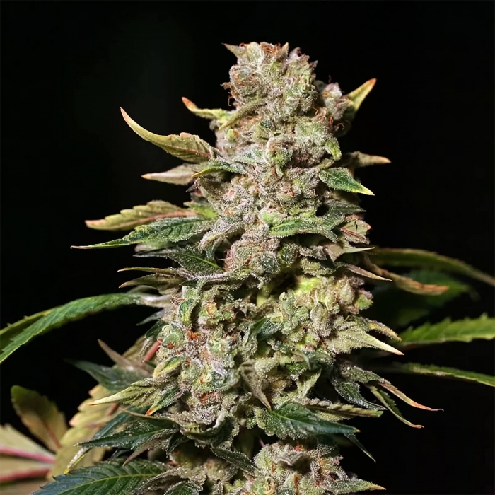 TNT Kush (Eva Seeds) Semillas de marihuana feminizadas, cogollo prieto.