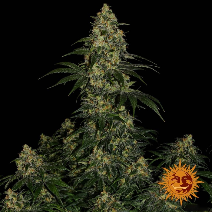 Cogollo central de Blue Gelato 41 de Barneys
