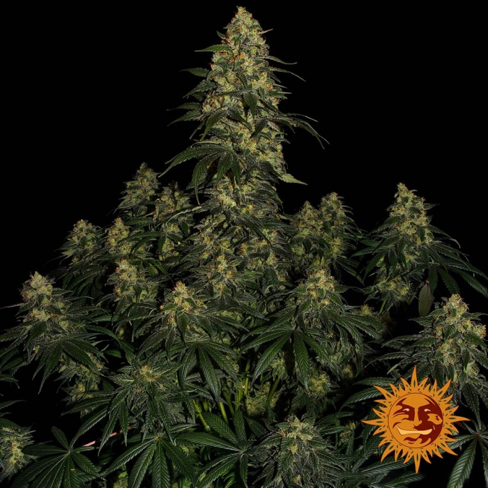Blue Gelato #41 de Barney's FArm. Ideal para exterior