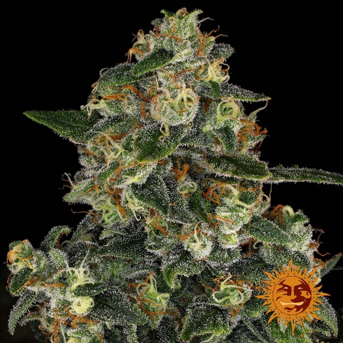 Cogollos y resina de Blue Gelato 41 (Barney's Farm Seeds)