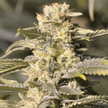 TNT Kush CBD de Eva Seeds - Semillas de marihuana feminizadas, cogollo resinoso.
