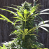 TNT Kush CBD de Eva Seeds - Semillas de marihuana feminizadas, punta principal.