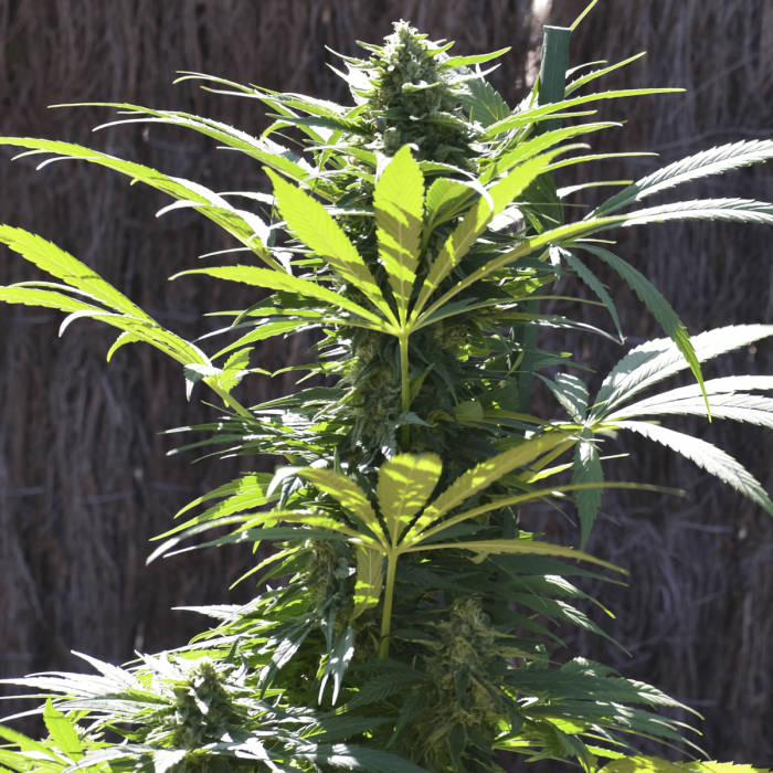 TNT Kush CBD de Eva Seeds - Semillas de marihuana feminizadas, punta principal.