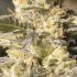 TNT Kush CBD de Eva Seeds - Semillas de marihuana feminizadas, resina.