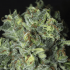 TNT Kush CBD de Eva Seeds - Semillas de marihuana feminizadas, tricomas.