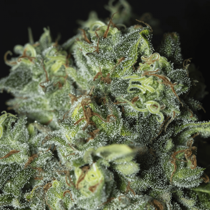 TNT Kush CBD de Eva Seeds - Semillas de marihuana feminizadas, tricomas.