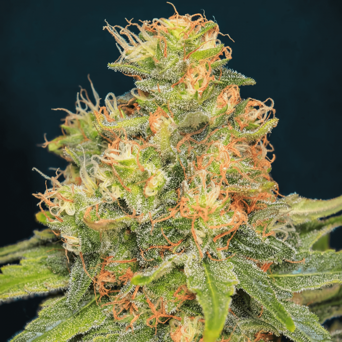 TNT Kush CBD de Eva Seeds - Semillas de marihuana feminizadas, cogollo hecho.