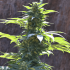TNT Kush CBD de Eva Seeds - Semillas de marihuana feminizadas, punta de exterior.