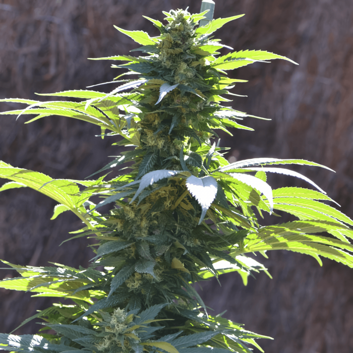 TNT Kush CBD de Eva Seeds - Semillas de marihuana feminizadas, punta de exterior.