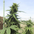 TNT Kush CBD de Eva Seeds - Semillas de marihuana feminizadas, cultivo de exterior.