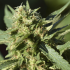 TNT Kush CBD de Eva Seeds - Semillas de marihuana feminizadas, cogollo al Sol.
