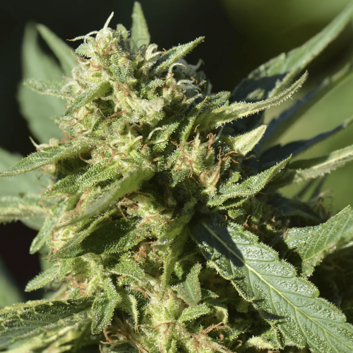 TNT Kush CBD de Eva Seeds - Semillas de marihuana feminizadas, cogollo al Sol.