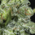 TNT Kush CBD de Eva Seeds - Semillas de marihuana feminizadas, grandes tricomas.