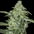 TNT Kush CBD de Eva Seeds - Semillas de marihuana feminizadas, cogollo enorme.