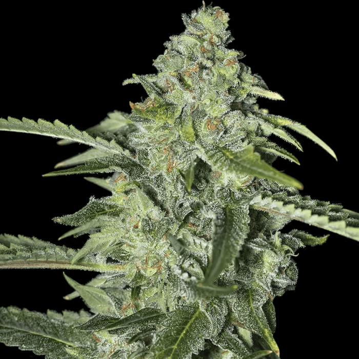 TNT Kush CBD de Eva Seeds - Semillas de marihuana feminizadas, cogollo enorme.