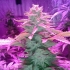 Veneno (Eva Seeds) Semillas de Marihuana Feminizadas, cultivo LED.