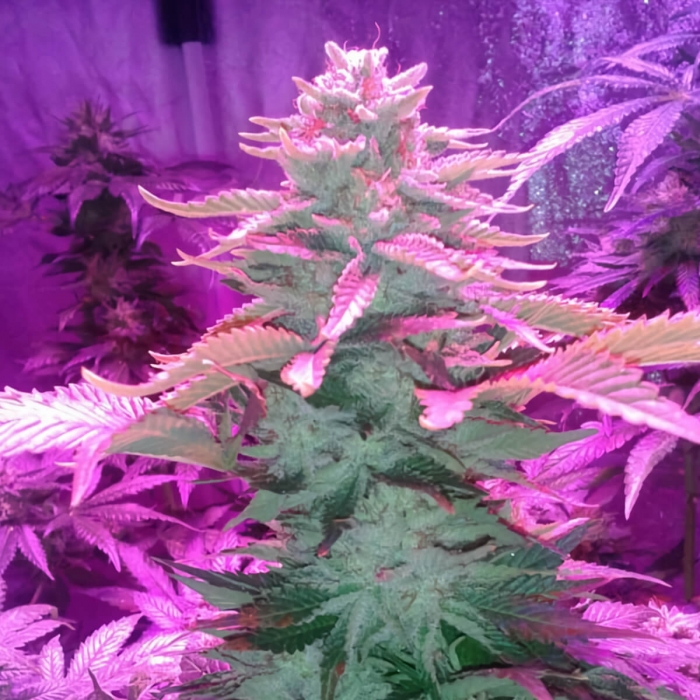 Veneno (Eva Seeds) Semillas de Marihuana Feminizadas, cultivo LED.