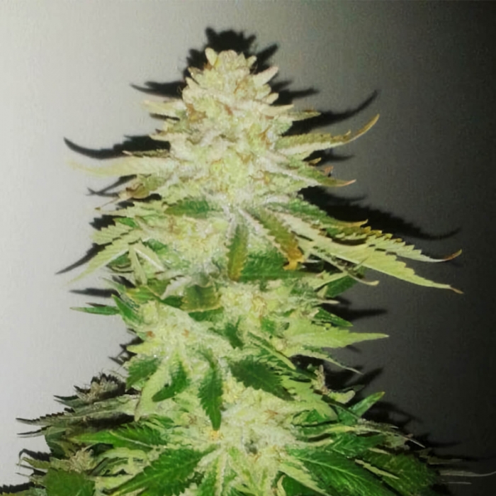 Veneno (Eva Seeds) Semillas de Marihuana Feminizadas, blanca de resina.