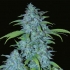 Veneno (Eva Seeds) Semillas de Marihuana Feminizadas, cogollo enorme.
