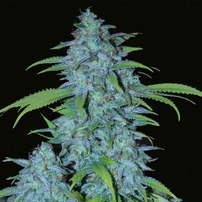 Veneno (Eva Seeds) Semillas de Marihuana Feminizadas, cogollo enorme.