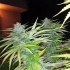Veneno (Eva Seeds) Semillas de Marihuana Feminizadas, puntas largas.