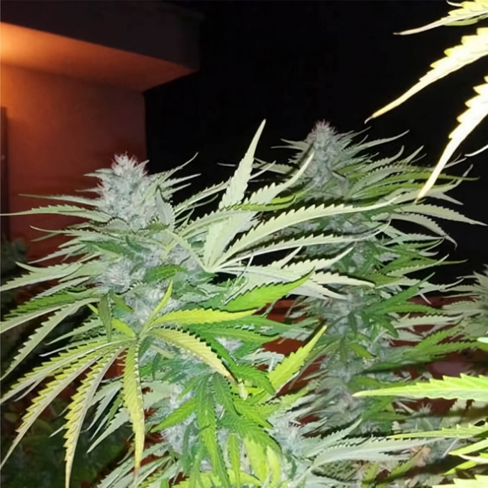 Veneno (Eva Seeds) Semillas de Marihuana Feminizadas, puntas largas.