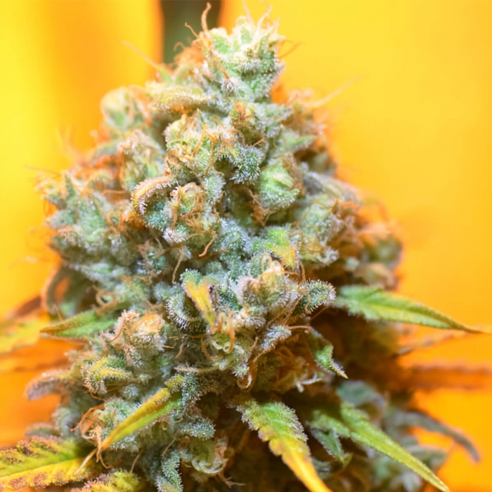 Veneno (Eva Seeds) Semillas de Marihuana Feminizadas, cogollo resinoso.