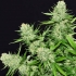 Veneno (Eva Seeds) Semillas de Marihuana Feminizadas, puntas.