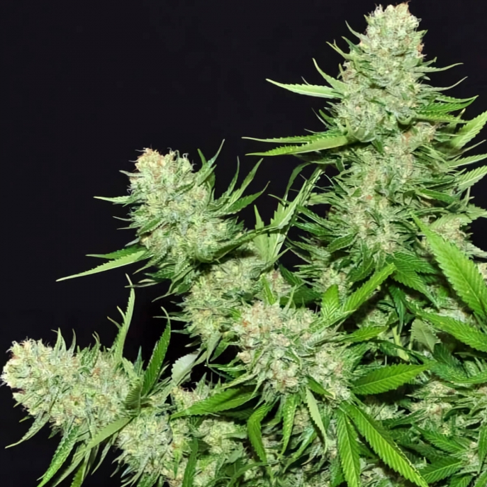 Veneno (Eva Seeds) Semillas de Marihuana Feminizadas, puntas.