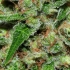 Veneno (Eva Seeds) Semillas de Marihuana Feminizadas, resina.