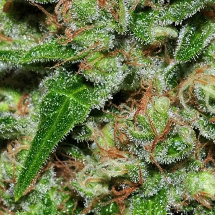 Veneno (Eva Seeds) Semillas de Marihuana Feminizadas, resina.