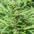 Veneno (Eva Seeds) Semillas de Marihuana Feminizadas, exterior.