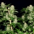 Veneno (Eva Seeds) Semillas de Marihuana Feminizadas, cultivo.