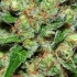 Veneno (Eva Seeds) Semillas de Marihuana Feminizadas, tricomas.