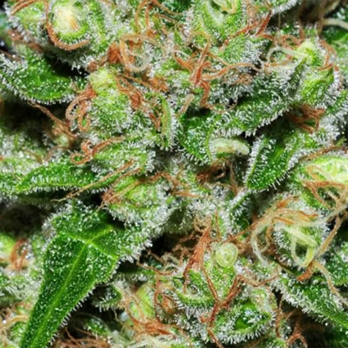 Veneno (Eva Seeds) Semillas de Marihuana Feminizadas, tricomas.