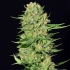 Veneno (Eva Seeds) Semillas de Marihuana Feminizadas.