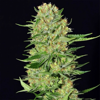 Veneno (Eva Seeds) Semillas de Marihuana Feminizadas.