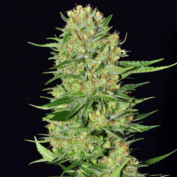 Veneno (Eva Seeds) Semillas de Marihuana Feminizadas.
