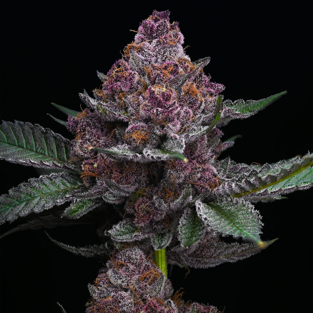 Semillas de marihuana feminizadas Cherry Poppers de Barney's Farm Seeds, cogollo morado.