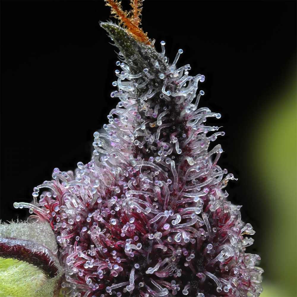 Semillas de marihuana feminizadas Cherry Poppers de Barney's Farm Seeds, THC.