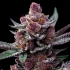 Semillas de marihuana feminizadas Cherry Poppers de Barney's Farm Seeds, cogollo compacto.