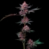 Semillas de marihuana feminizadas Cherry Poppers de Barney's Farm Seeds, punta principal.