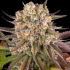 Semillas de marihuana feminizadas Limoncello de Barney's Farm Seeds, cogollo compacto.