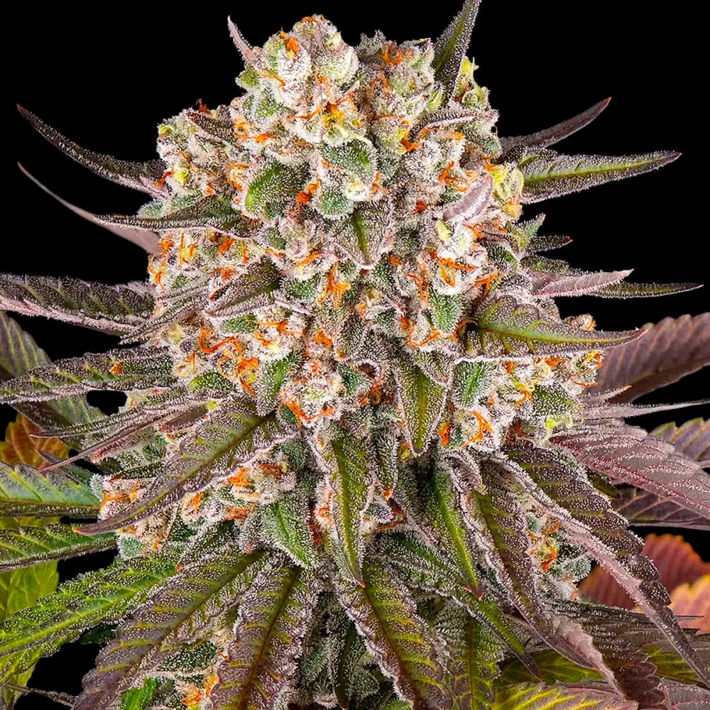 Semillas de marihuana feminizadas Limoncello de Barney's Farm Seeds, cogollo compacto.