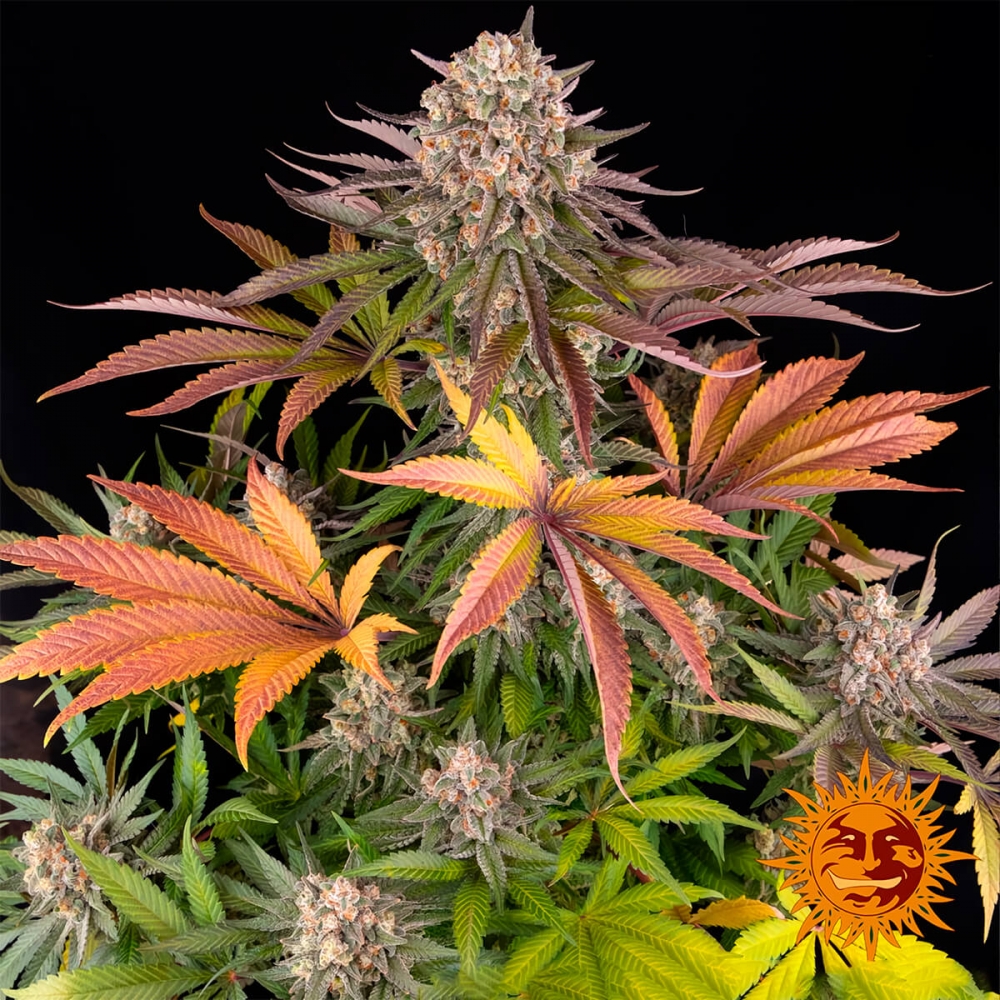 Semillas de marihuana feminizadas Limoncello de Barney's Farm Seeds, planta productiva.